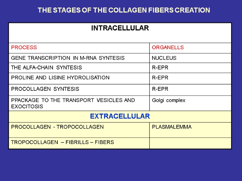 THE STAGES OF THE COLLAGEN FIBERS CREATION